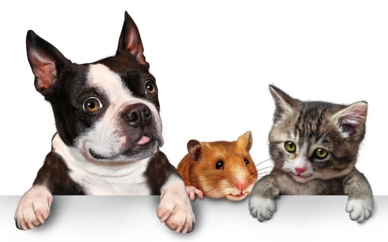 Mercado pet e cuidado com animais: uma combinação lucrativa