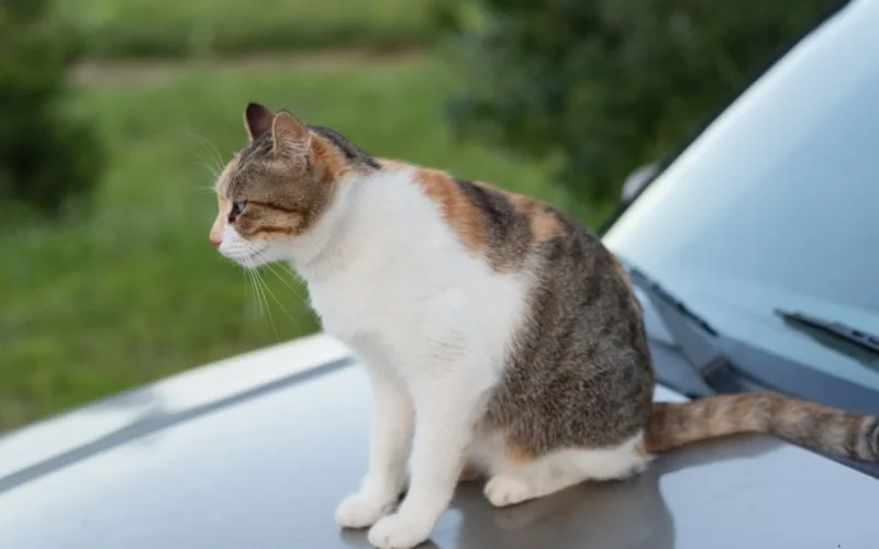 Gato do vizinho arranhou meu carro